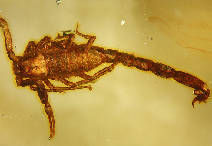 Kopal aus Madagaskar
