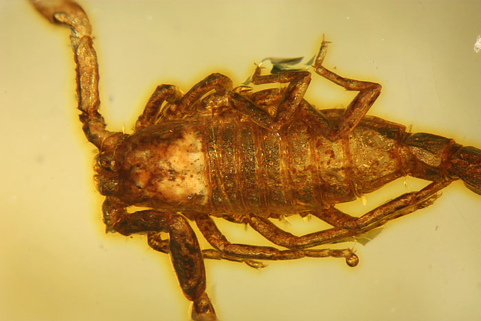 Kopal aus Madagaskar