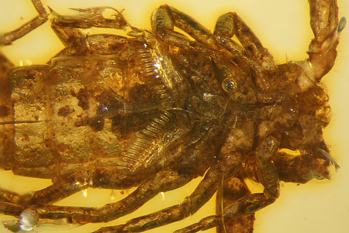 Kopal aus Madagaskar