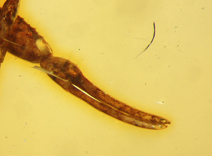 Kopal aus Madagaskar