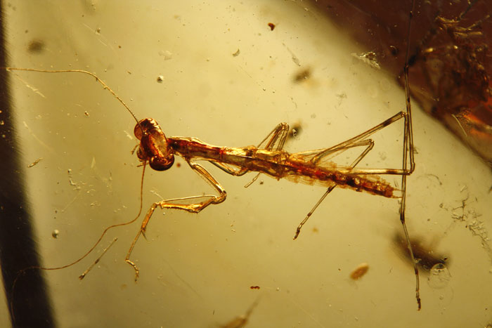 Kopal aus Madagaskar
