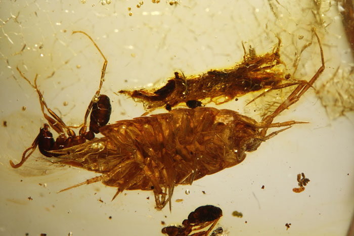 Kopal aus Madagaskar