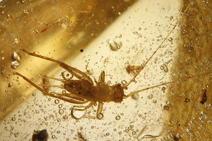 Kopal aus Madagaskar