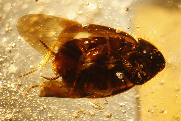 Kopal aus Madagaskar