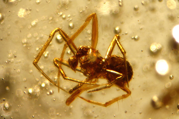 Kopal aus Madagaskar
