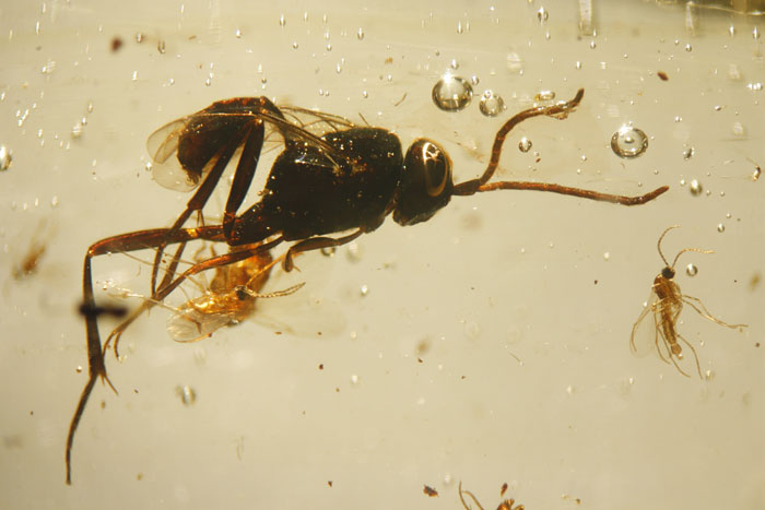 Kopal aus Madagaskar