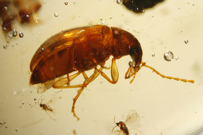 Kopal aus Madagaskar