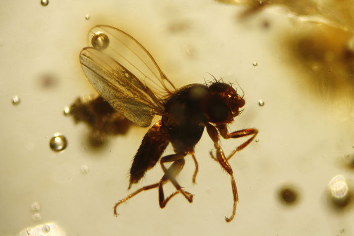Kopal aus Madagaskar