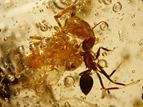 Kopal mit Inklusen aus Madagaskar