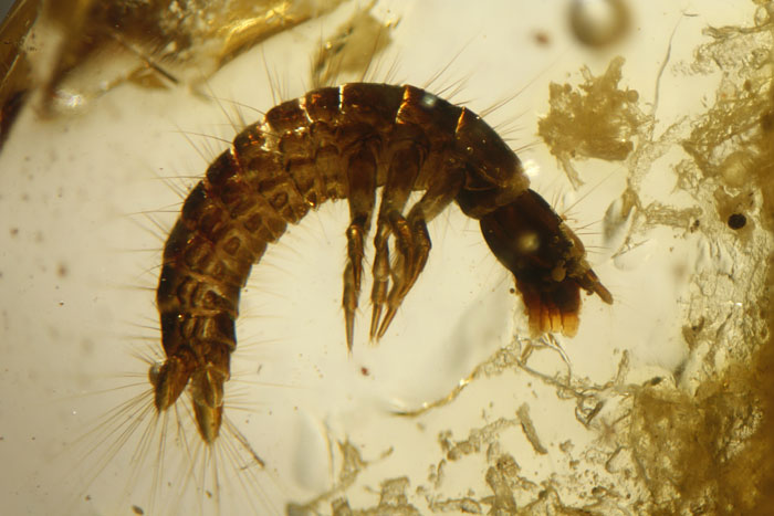 Kopal aus Madagaskar