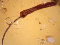 Kopal aus Madagaskar