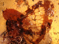 Kopal aus Madagaskar