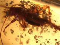 Kopal aus Madagaskar