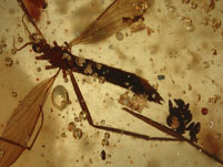 Kopal aus Madagaskar