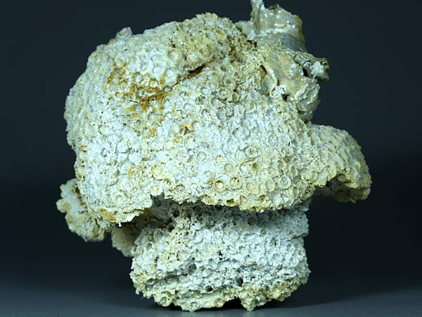 Korallenstufe aus Nattheim