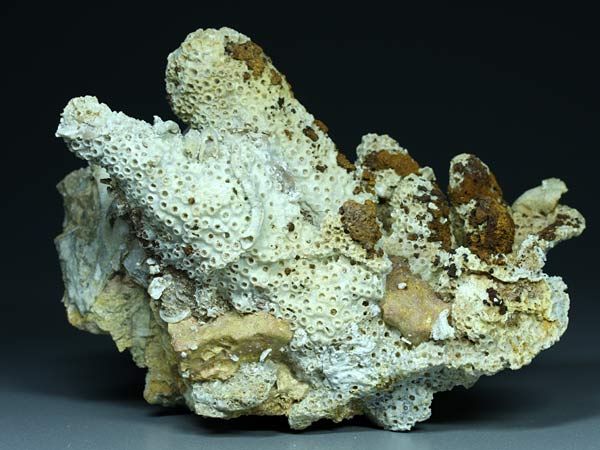 Korallenstufe aus Nattheim