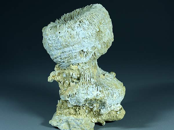 Korallenstufe aus Nattheim