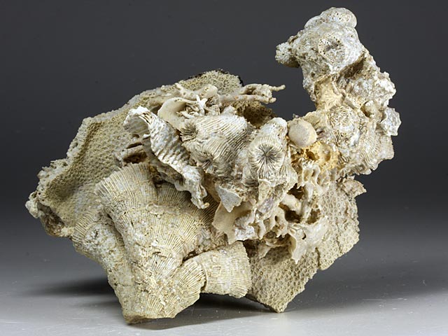 Korallenstufe aus Nattheim