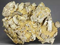 Korallenstufe aus dem Jura von Nattheim und Gerstetten