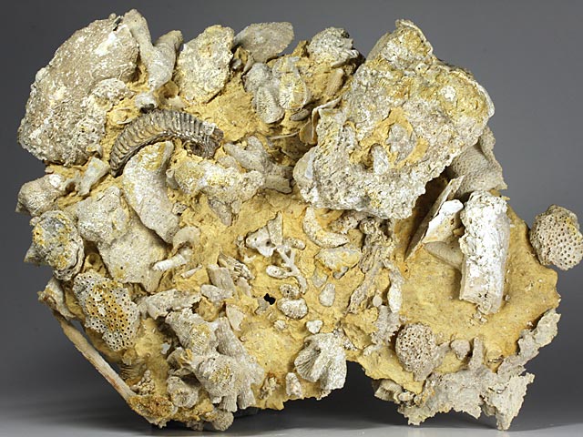 Korallenstufe aus Nattheim