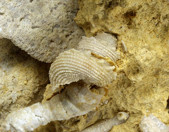 Korallenstufe aus Nattheim