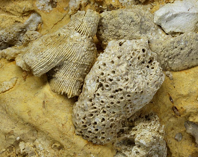 Korallenstufe aus Nattheim