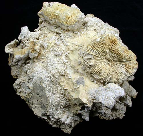 Korallenstufe aus Nattheim
