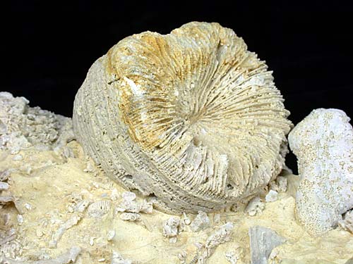 Korallenstufe aus Nattheim