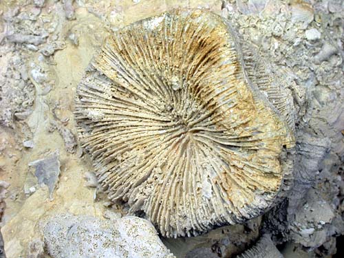 Korallenstufe aus Nattheim