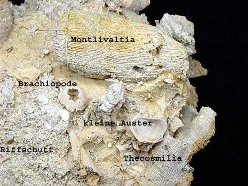 Korallenstufe aus Nattheim