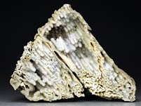 Chalcedonkoralle aus Florida
