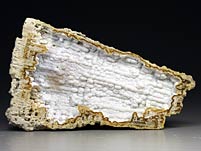 Chalcedonkoralle aus Florida