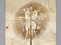 Fossilien aus der Kreide des Libanon