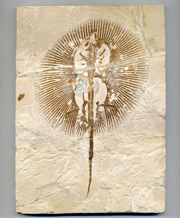 Fisch aus der Unterkreide des Libanon