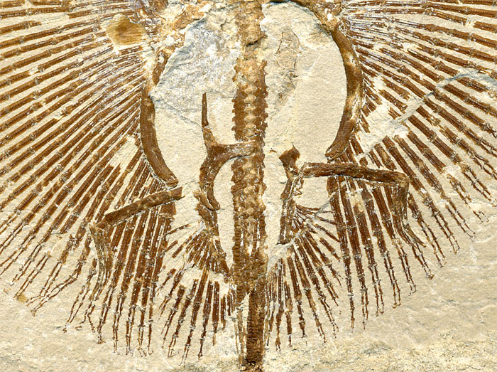 Fisch aus der Unterkreide des Libanon