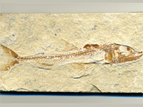 Fossilien aus der Kreide des Libanon