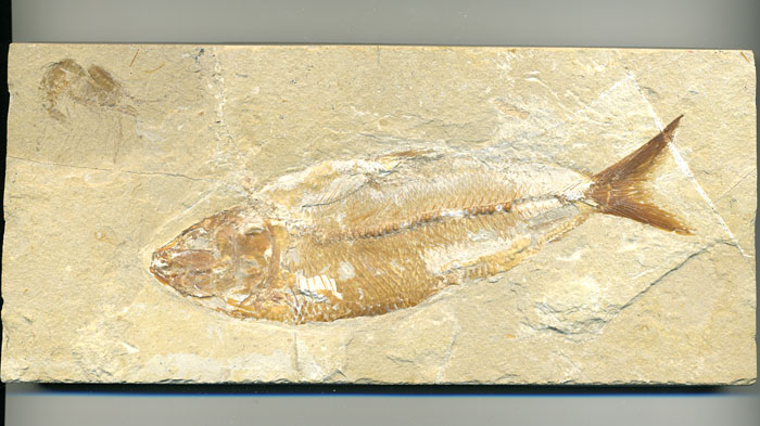 Fisch aus der Unterkreide des Libanon