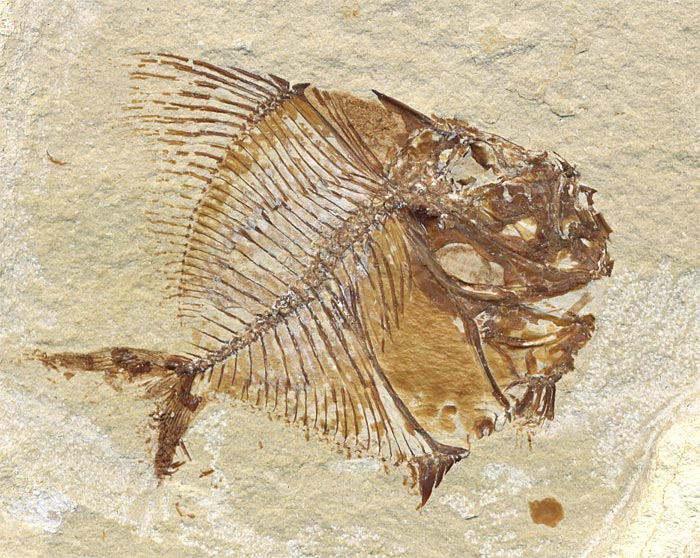 Fisch aus der Unterkreide des Libanon