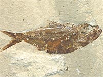 Fossilien aus der Kreide des Libanon