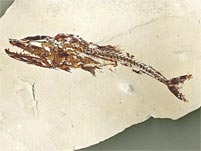 Fossilien aus der Kreide des Libanon