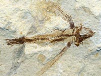 Fossilien aus der Kreide des Libanon