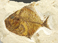 Fossilien aus der Kreide des Libanon