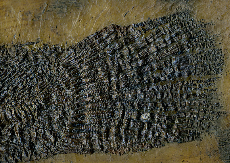 Schlammfisch aus der Grube Messel