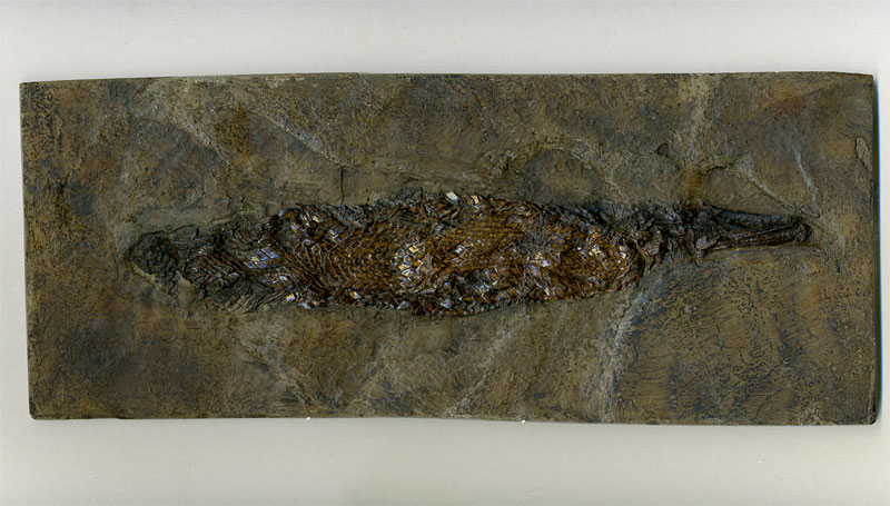 Knochenhecht aus der Grube Messel