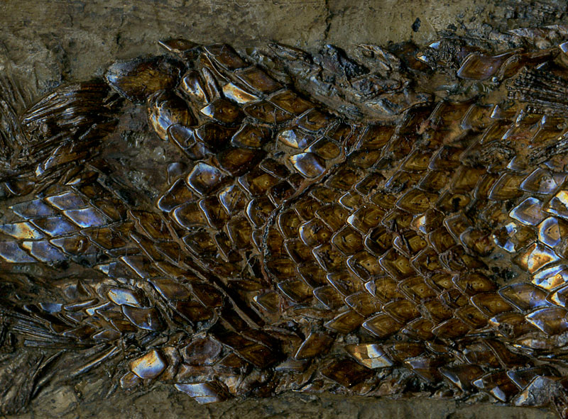 Knochenhecht aus der Grube Messel