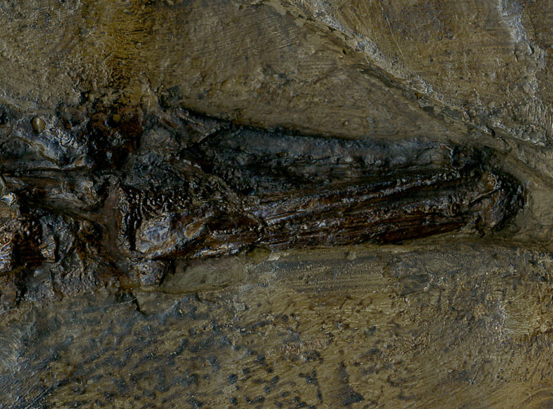 Knochenhecht aus der Grube Messel