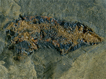 bodenlebender Insektenfresser (Macrocranion) aus der Grube Messel