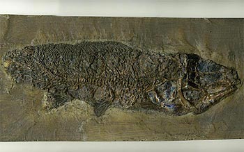 Schlammfisch aus der Grube Messel