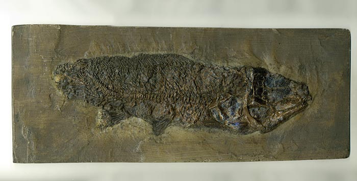Knochenfisch aus der Grube Messel