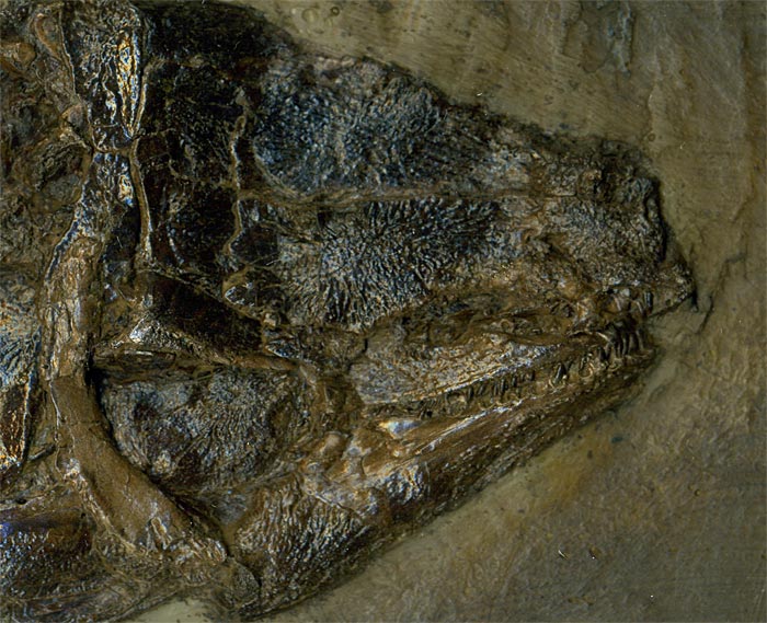 Knochenfisch aus der Grube Messel